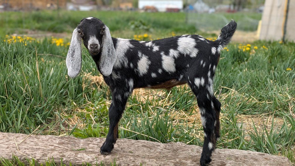 Beautiful Nubian doeling