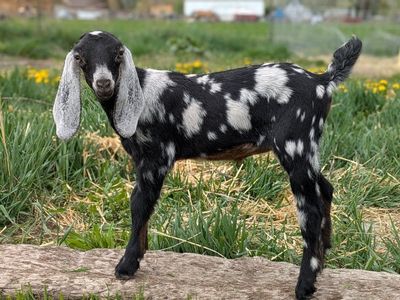 Beautiful Nubian doeling