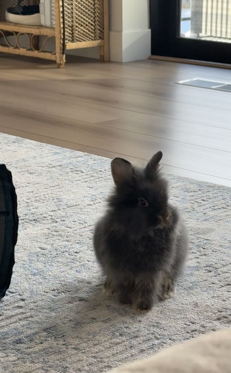 Lion head long hair bunny