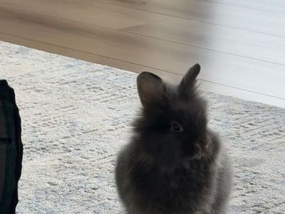 Lion head long hair bunny