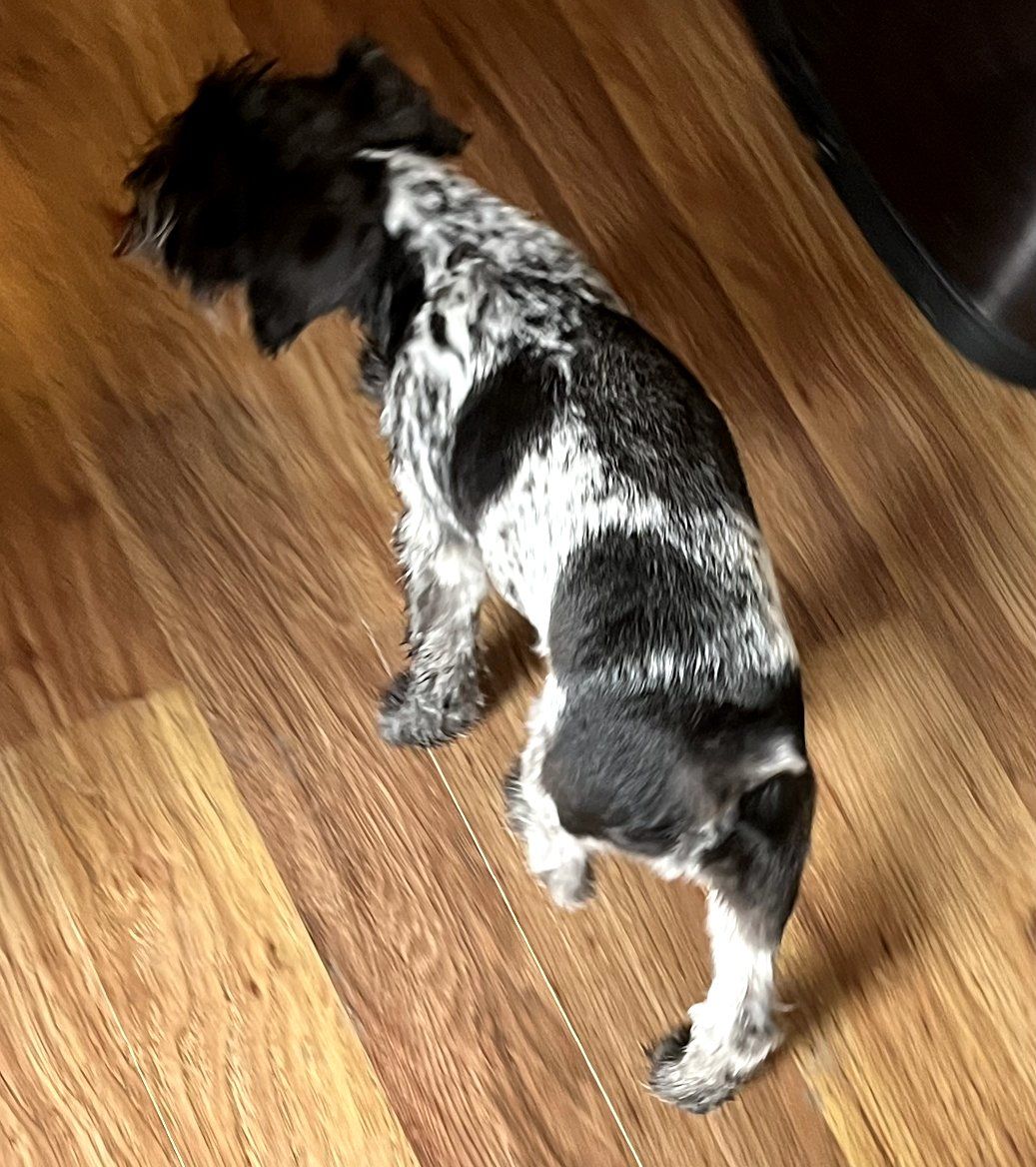 AKC miniature schnauzer stud
