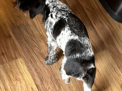AKC miniature schnauzer stud