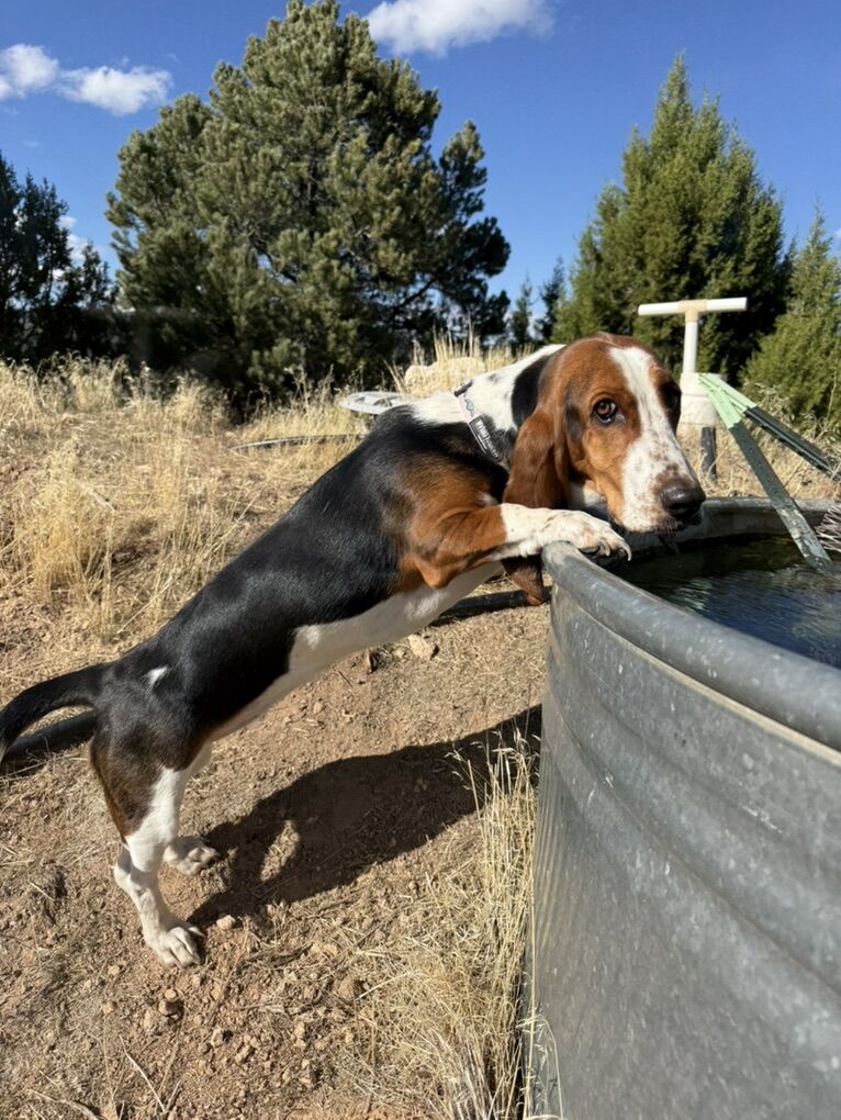 1 year old basset hound