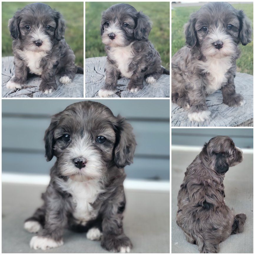 Merle Cavapoo