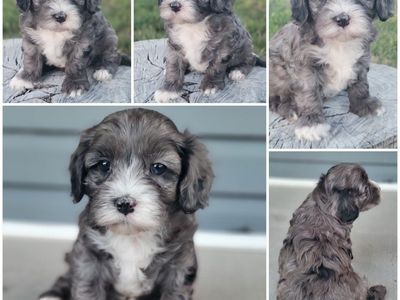 Merle Cavapoo