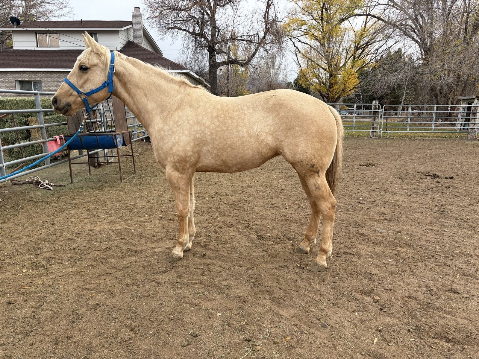 5 yr Quarterhorse Mare for Sale 