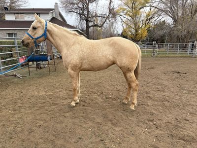 5 yr Quarterhorse Mare for Sale