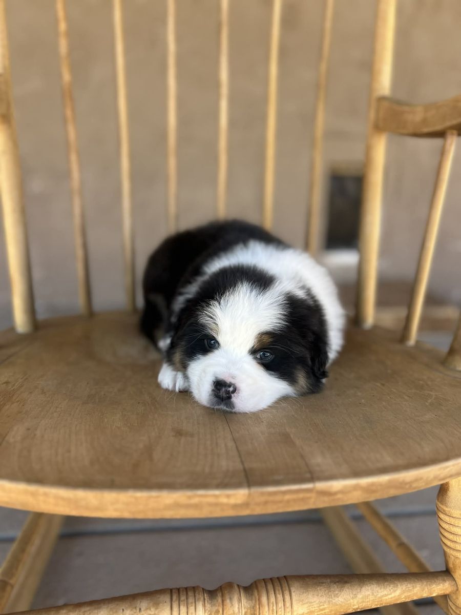 Beautiful Registered Australian shepherd puppies