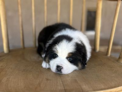 Beautiful Registered Australian shepherd puppies
