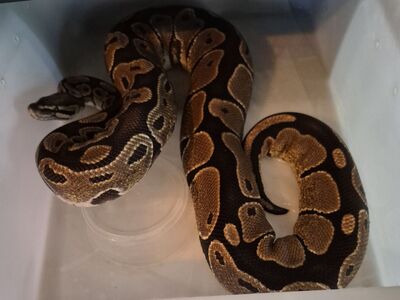 Healthy Adult Ball Pythons looking for new homes!