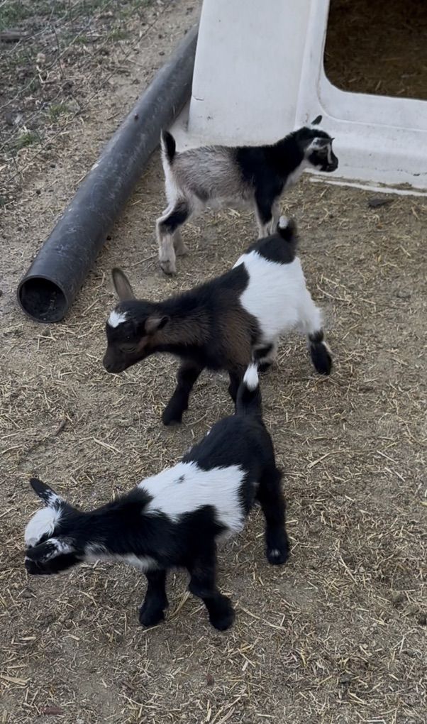 Nubian & Nigerian Bucklings