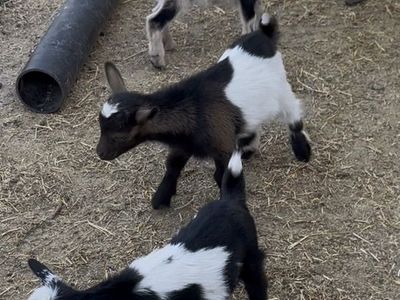 Nubian & Nigerian Bucklings