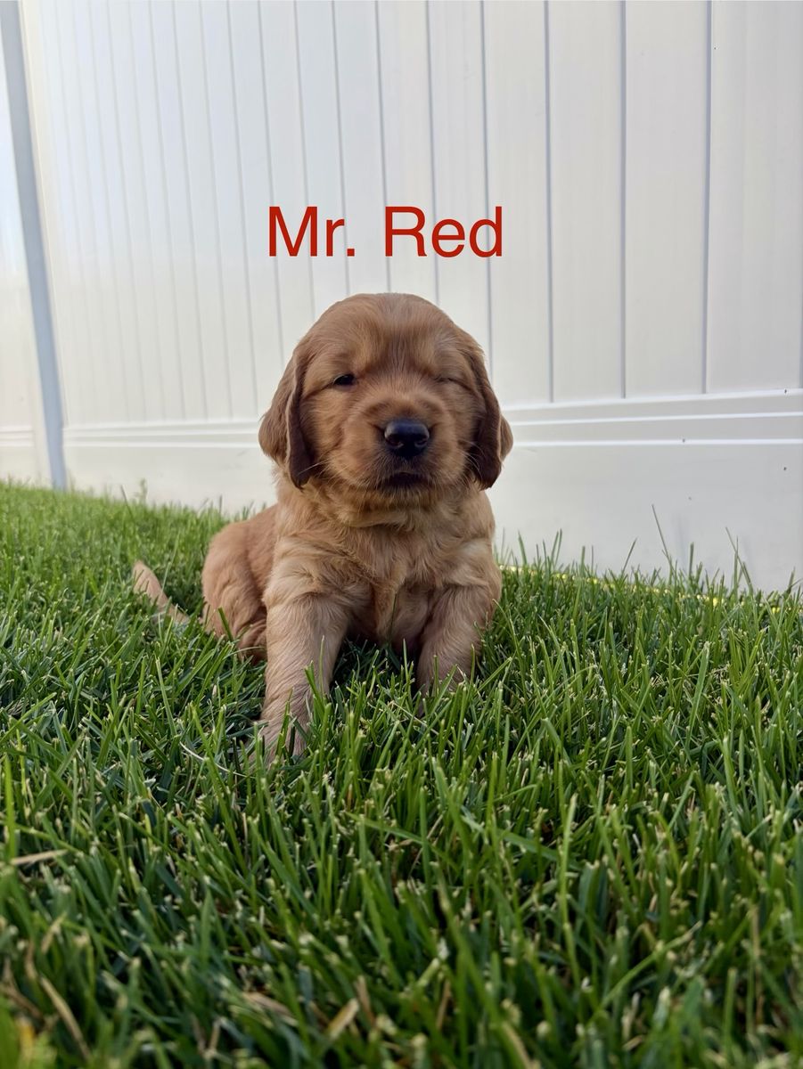 Golden Retriever puppies! AKC and health tested