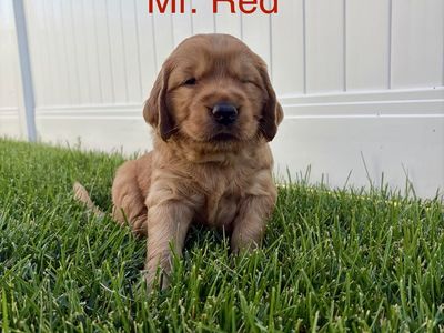 Golden Retriever puppies! AKC and health tested