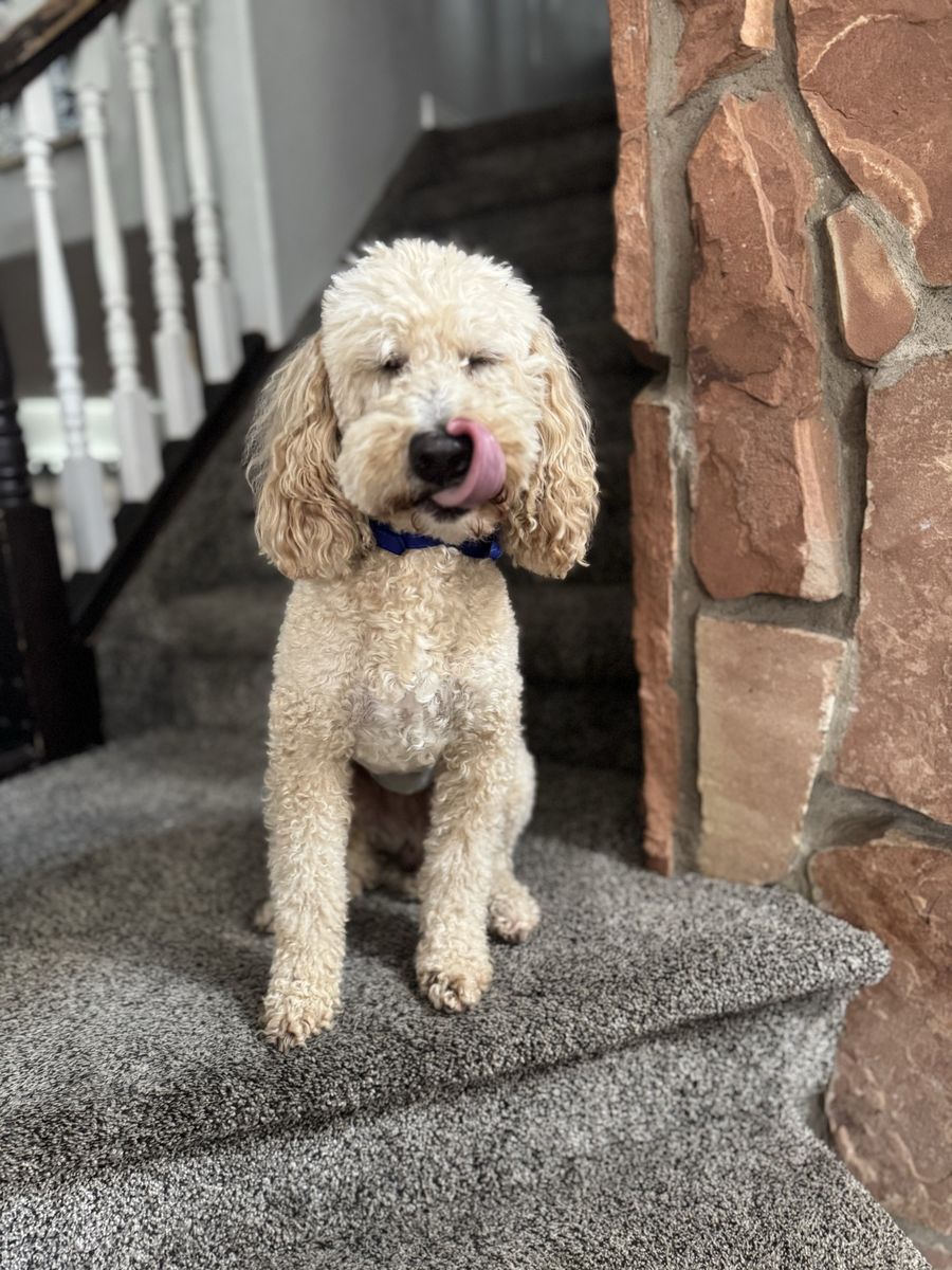 Moyen poodle 19lbs looking for Guardian Home