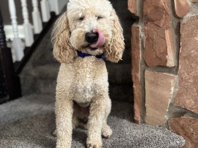 Moyen poodle 19lbs looking for Guardian Home