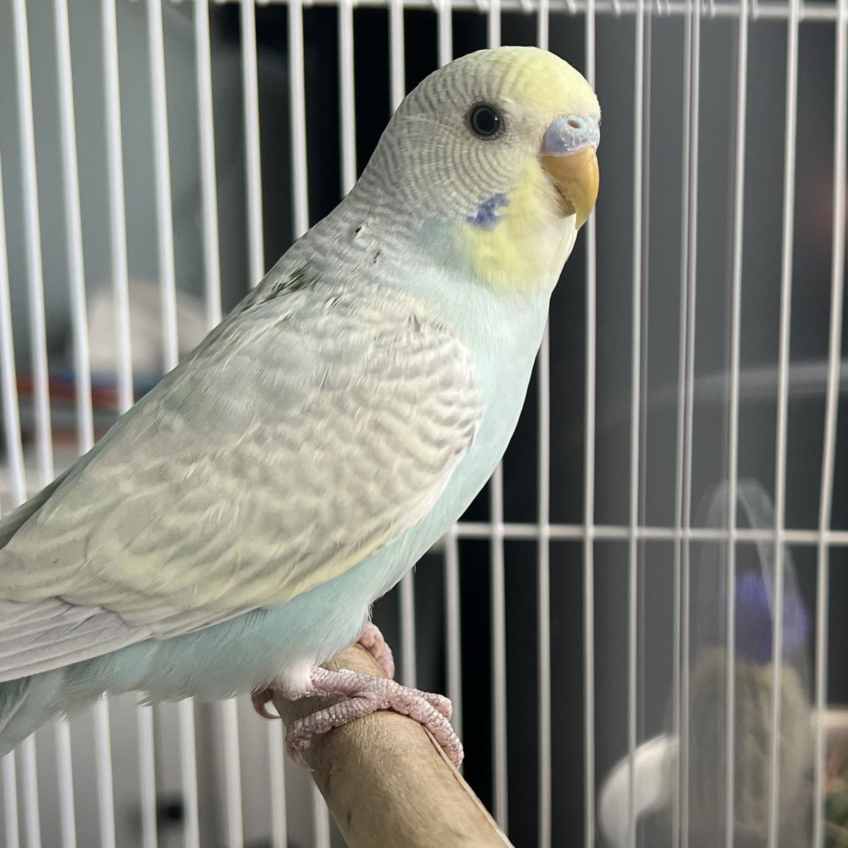 Young Male Yellowface Budgie Parakeet