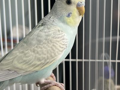 Young Male Yellowface Budgie Parakeet