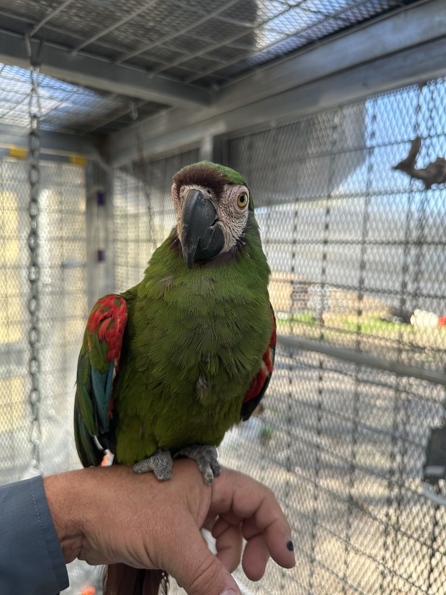 Severe Macaw And Yellow Collar Macaw