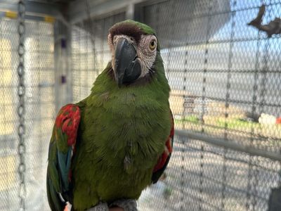 Severe Macaw And Yellow Collar Macaw