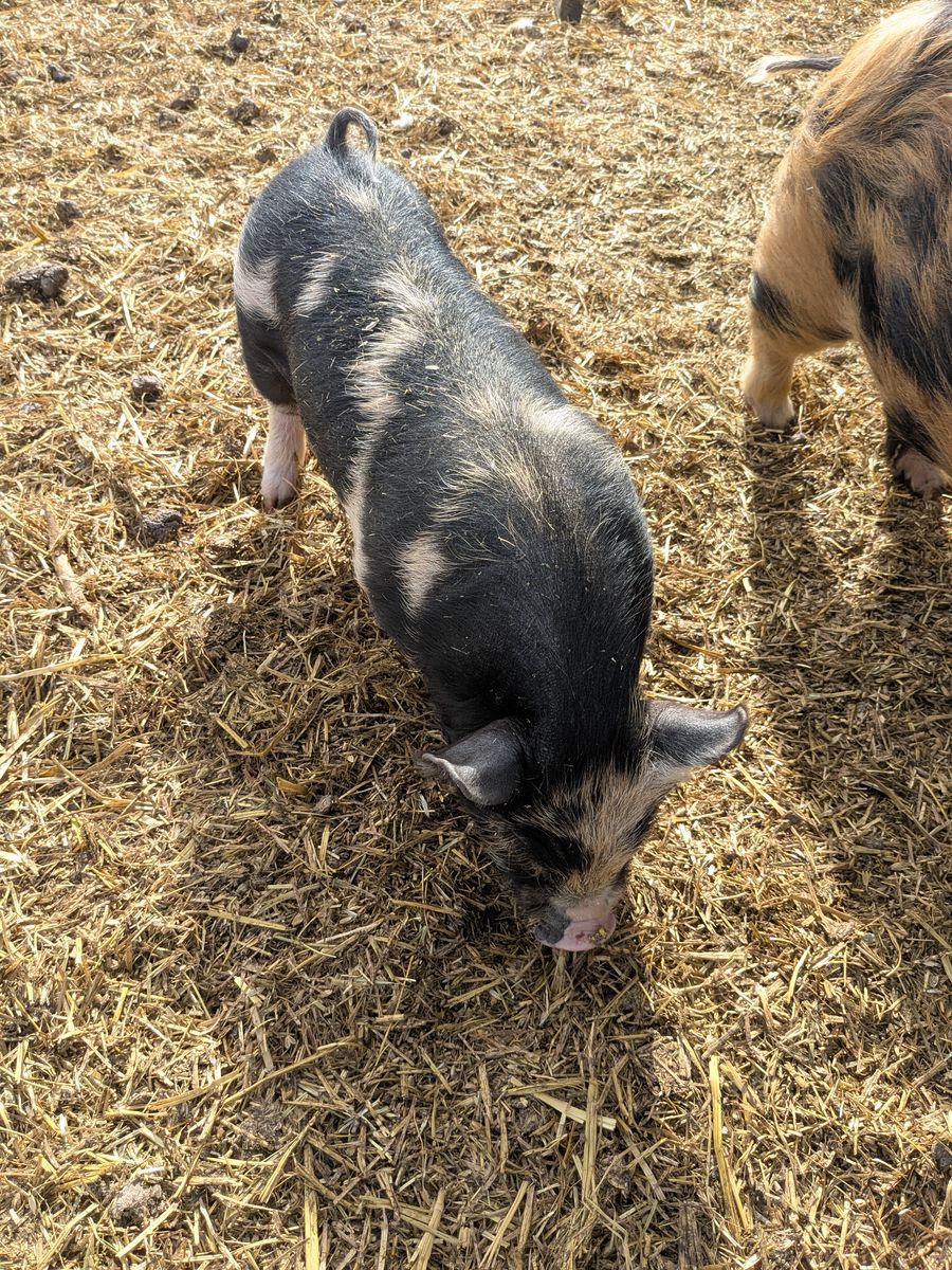 REDUCED PRICE! Kunekune piglets