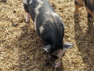 REDUCED PRICE! Kunekune piglets