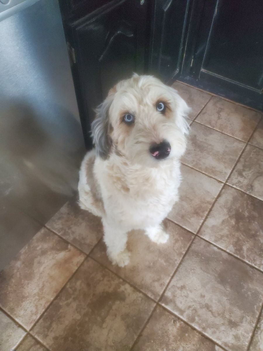 Australian Mountaindoodle 3 yrs old