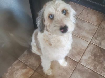 Australian Mountaindoodle 3 yrs old