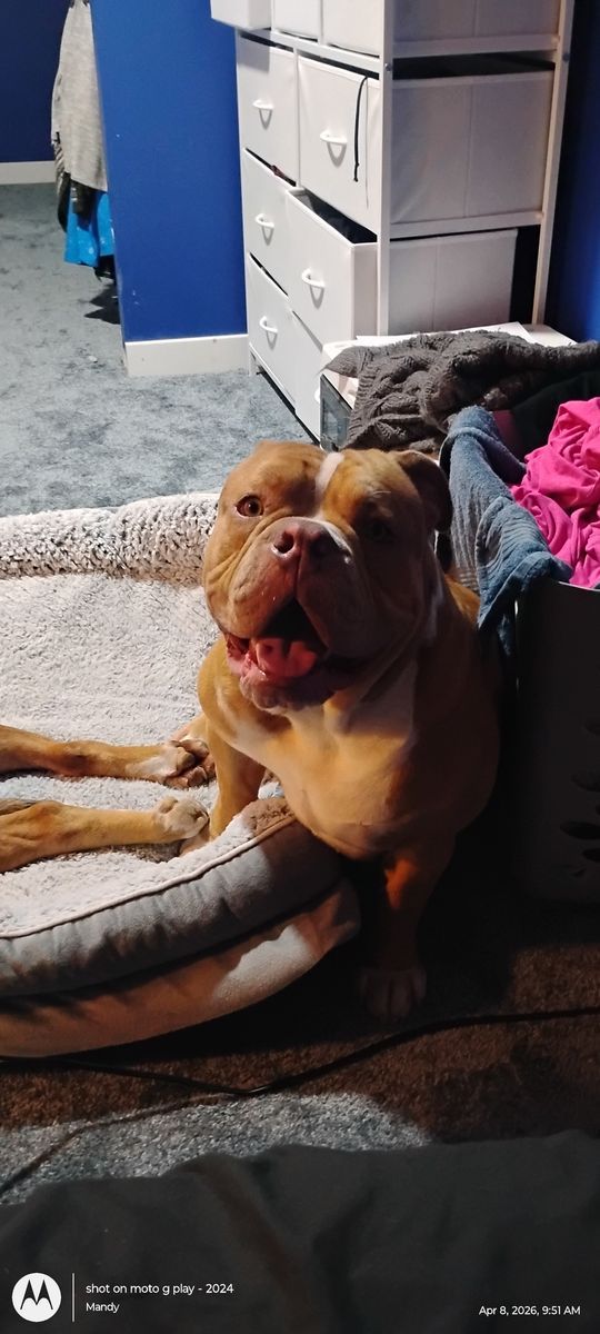 Purebred Olde English Bulldog 1 year old