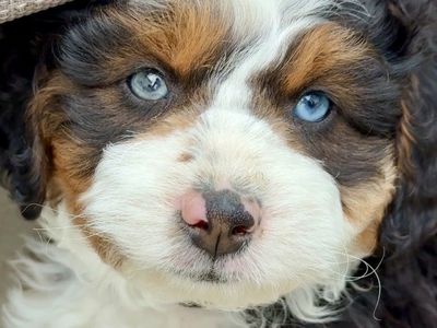 Mini Bernedoodles (AMD) Blue eyes