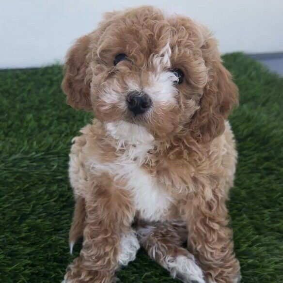 Micro Goldendoodle + All Supplies