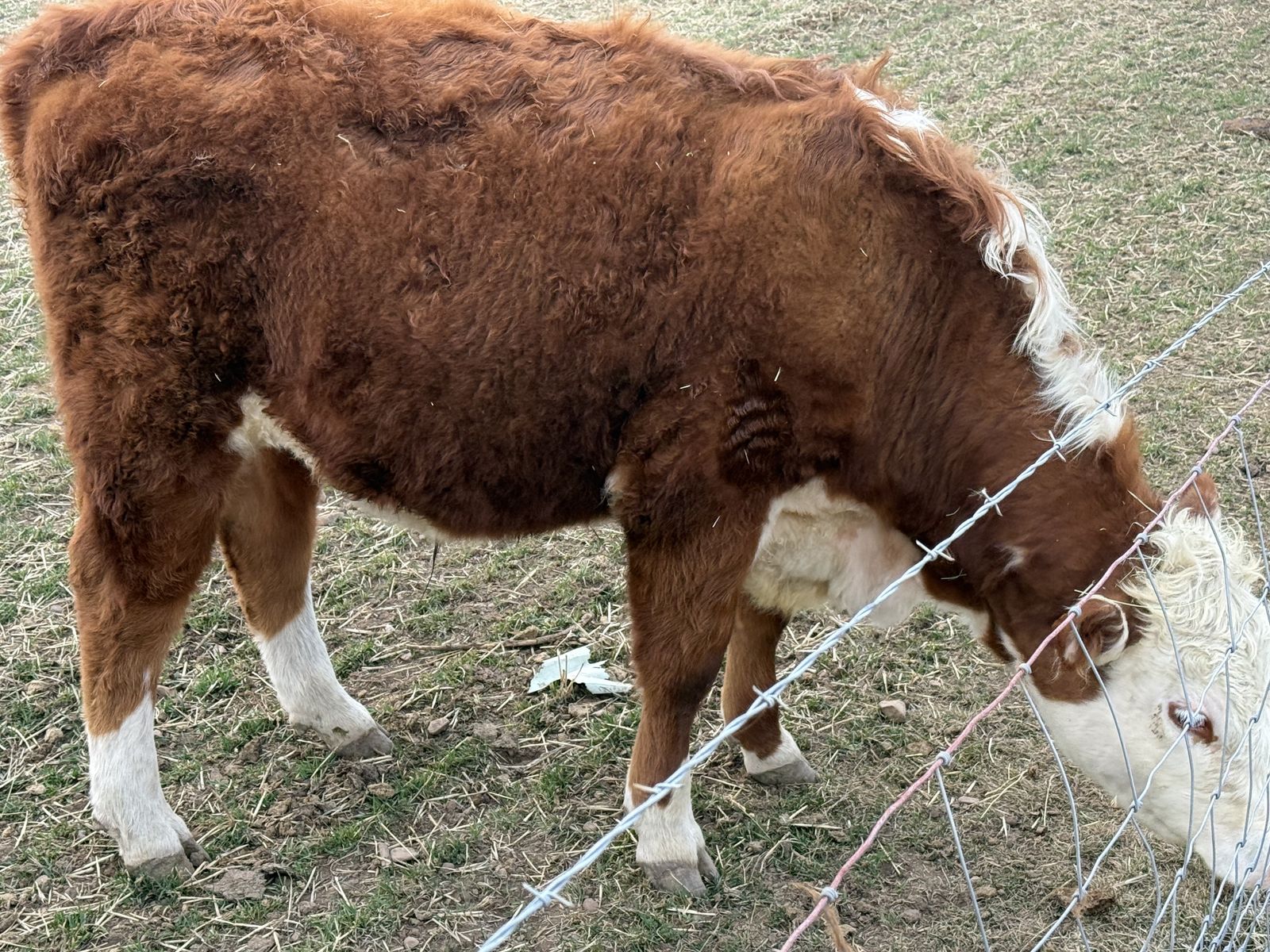 Pure Bred Herford Steer