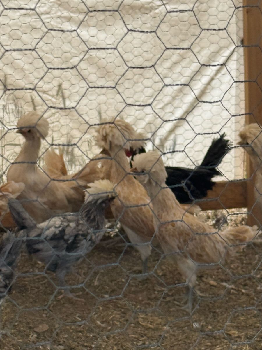 Buff Laced Polish Pullets