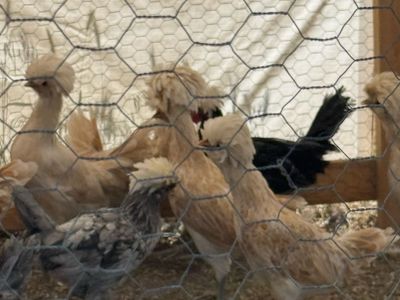 Buff Laced Polish Pullets