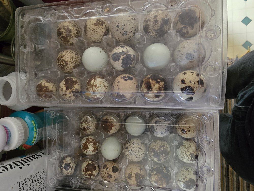 quail eggs