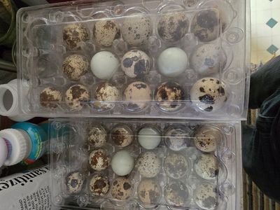 quail eggs