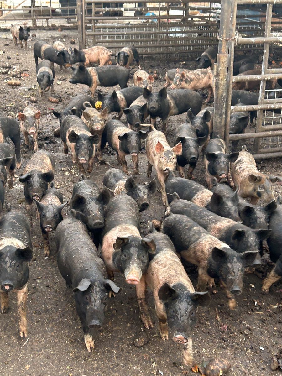 Roaster Pigs