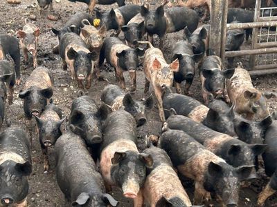 Roaster Pigs