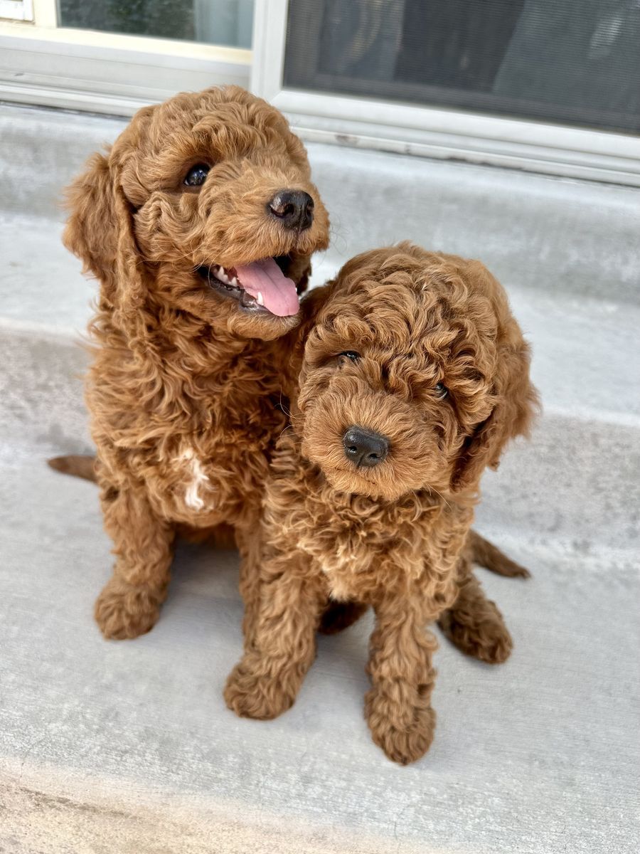 F1BB mini goldendoodle puppies
