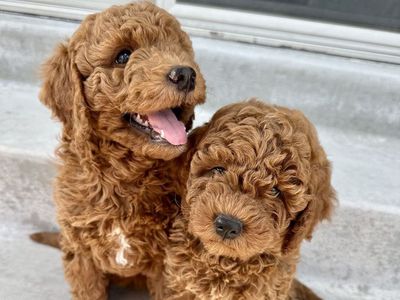 F1BB mini goldendoodle puppies