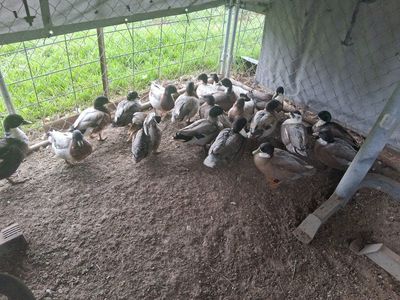 CALL DUCK DRAKES