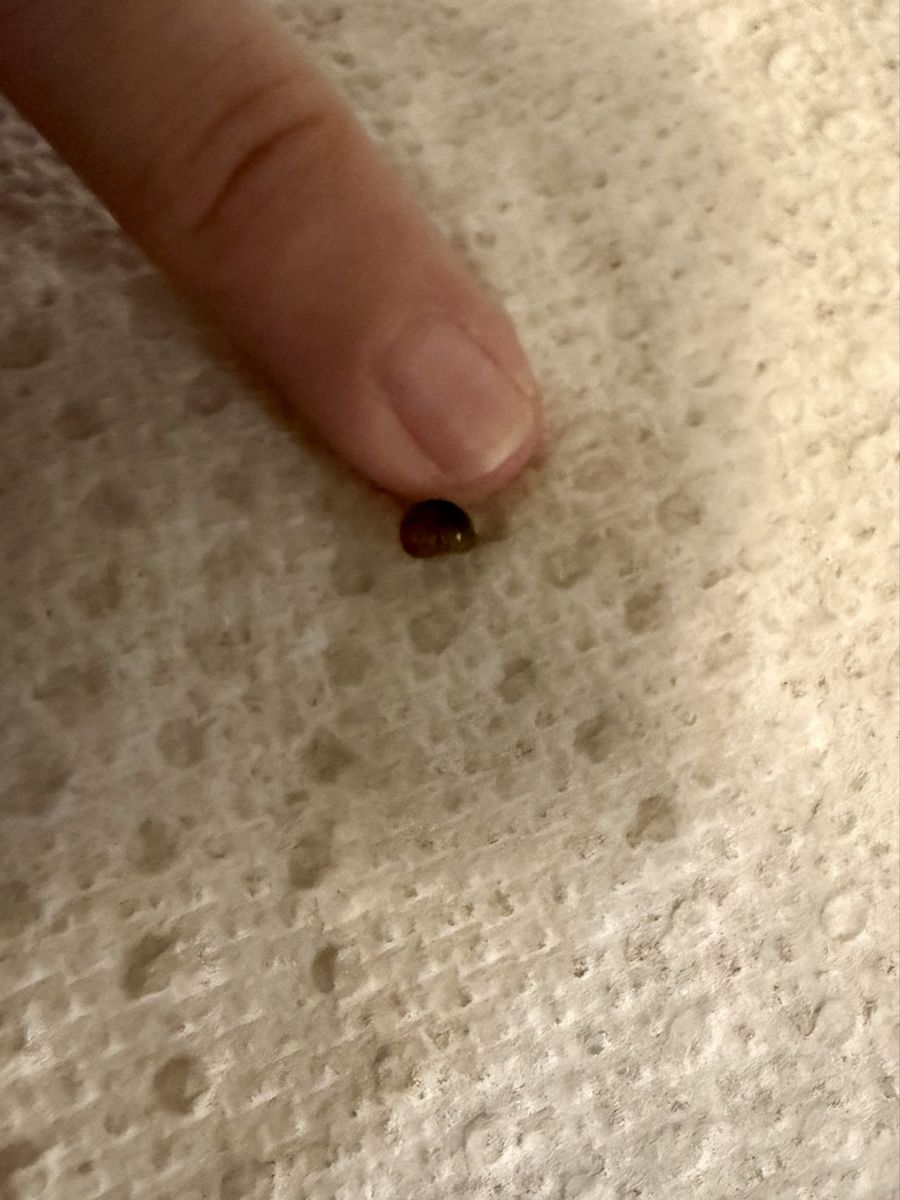 Baby Mystery Snails - Freshwater Aquarium Snails