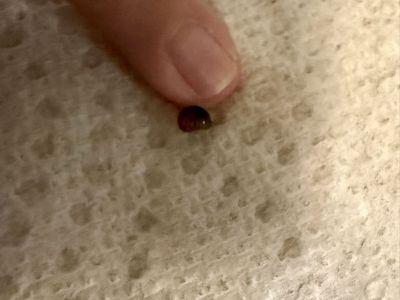 Baby Mystery Snails - Freshwater Aquarium Snails