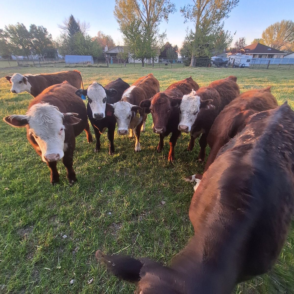 Pasture Steers