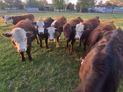 Pasture Steers