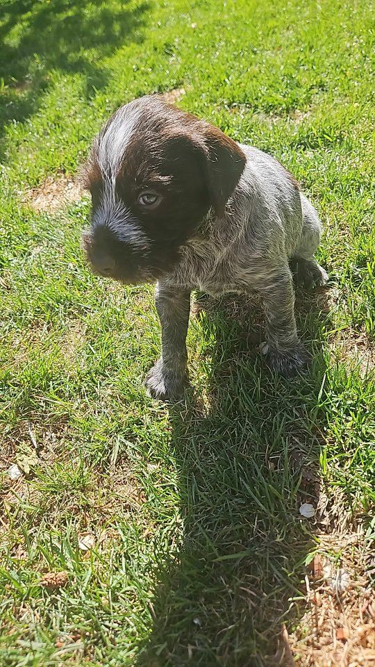 lil hunting machines griffon drahts