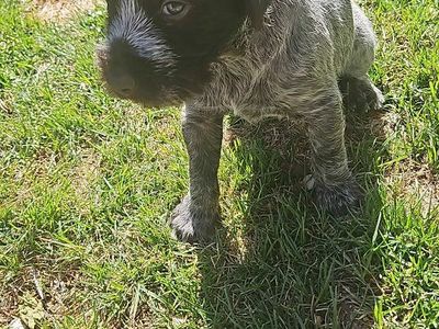 lil hunting machines griffon drahts