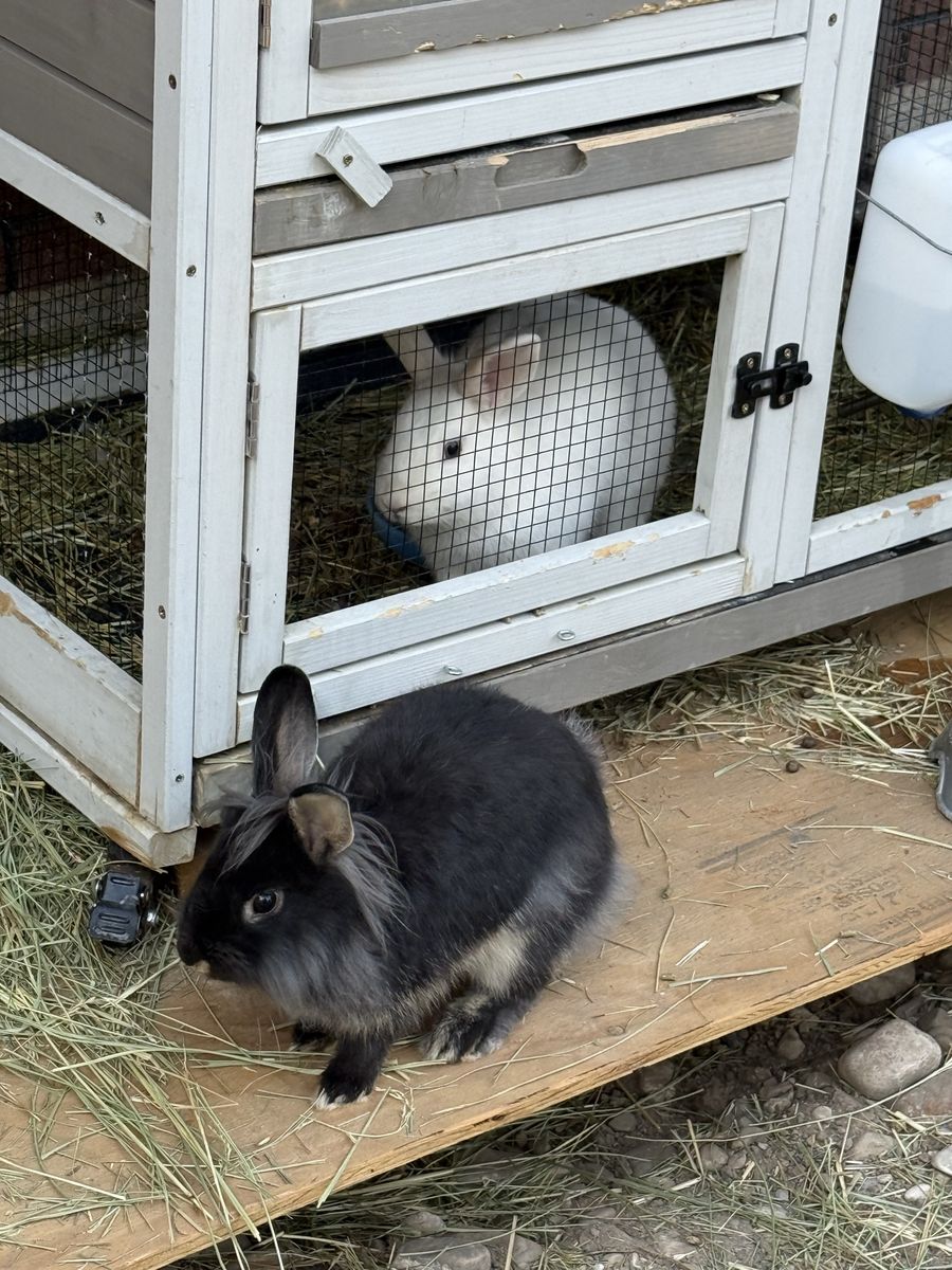 Cute and sweet boy bunnies- Ready for a new and loving home.