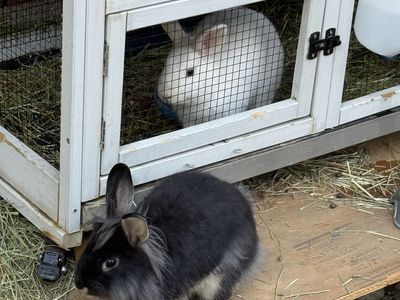 Cute and sweet boy bunnies- Ready for a new and loving home.
