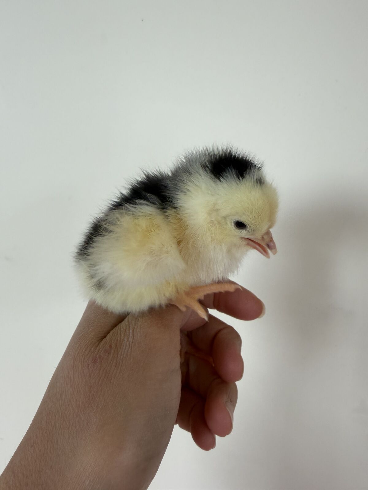 Mottled Java chicks